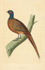 Pheasant. Morris's British Birds. Antique colour print 1868 old