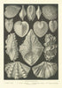 BIVALVE MOLLUSC Cytheria dione Cardium aculeatum Hemicardium cardissa 1907