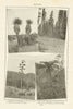 West Texas vegetation. Samuela Agave. Oregon Yellow Pine Forest 1907 old print