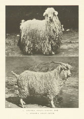 1. Angora Goat-Young Doe. 2. Angora Goat-Buck. . Turkey 1907 old antique print