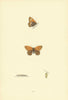 BRITISH BUTTERFLIES. Heath Butterfly. MORRIS 1893 old antique print picture