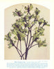 Black Kangaroo Paw (Macropidia fuliginosa). West Australian Wild Flowers 1950