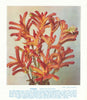 Catspaw (Anigozanthos humilis). West Australian Wild Flowers 1950 old print
