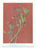Swamp Kangaroo Paw (Anigozanthos viridis). West Australian Wild Flowers 1950