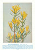 Many-flowered Honeysuckle (Lambertia multiflora). Australian Wild Flowers 1950