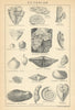 BRITISH FOSSILS. Devonian. STANFORD 1904 old antique vintage print picture