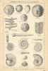 BRITISH FOSSILS. Lower Oolitic & Liassic - Upper and Middle Lias. STANFORD 1904