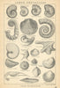 BRITISH FOSSILS. Lower Cretaceous - Lower Greensand. STANFORD 1904 old print