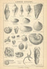 BRITISH FOSSILS. Lower Eocene - London Clay. STANFORD 1904 old antique print