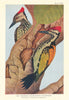 Northern Golden-Backed Woodpecker (Brachypternus benghalensis benghalensis) 1936