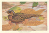 Indian long-tailed nightjar (Caprimulgus macrourus albonotatus). Birds 1936