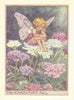 Candytuft Fairy by Cicely Mary Barker. Flower Fairies of the Garden c1940