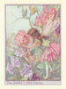 Sweet-Pea Fairies by Cicely Mary Barker. Flower Fairies of the Garden c1940