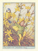 Winter Jasmine Fairy by Cicely Mary Barker. Flower Fairies of the Garden c1940