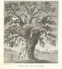 Shelton Oak, near Shrewsbury. Gentleman's Magazine 1810 old antique print