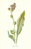 Hound's Tongue. Wild Flowers by Frederick Edward Hulme c1895 old antique print