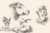 FARMS. Heads of donkey, sheep & boar-Landseer c1880 old antique print picture