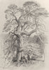TREES. Under Fir Tree-Landseer c1880 old antique vintage print picture