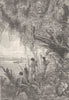 BRAZIL. Vegetation on the Lower Amazon 1893 old antique vintage print picture