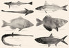 GREAT BARRIER REEF FISH Sucking Whiting Bream Rifle Pipe Ox-eye Herring 1893