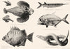 GREAT BARRIER REEF FISH Stone Banded Gar- Dorey Pike Eel 1893 old print