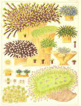 GREAT BARRIER REEF CORAL Rhipidogyra Euphyllia rugosa Glabrescens 1893 print