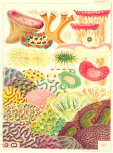 GT BARRIER REEF CORAL Trachyphyllia amarantus Mussa corymbosa multilobata 1893