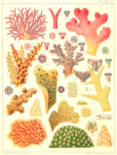 GREAT BARRIER REEF CORAL Seriatopora hystrix Echinopora horrida rosularia 1893