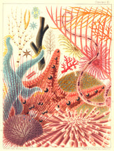 GREAT BARRIER REEF Fear Blue Star fish Nodose Cushion Urchin 1893 old print