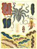 GT BARRIER REEF Mollusca Planarians Flat-worm Blue-spotted Octopus Sea-hare 1893