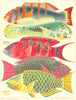 GREAT BARRIER REEF PARROT FISH Orange-banded Hodgkinson's Scarlet-Surf 1893