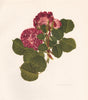 OLD GARDEN ROSES. Rosa Gallica Cardinal de Richelieu. CHARLES RAYMOND 1957