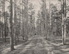 Motorable road in the Piney Woods Park, Lakewood, New Jersey 1895 old print