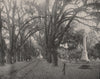 Spanish Moss hanging from American oaks, Savannah, Georgia. Horse and wagon 1895