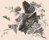 Passion flower and butterflies. Australasia 1888 old antique print picture