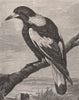 Magpie. Australasia 1888 old antique vintage print picture
