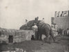HYDERABAD. An elephant fight. India 1895 old antique vintage print picture