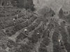 KOBE. A tea plantation outside the town. Japan 1895 old antique print picture