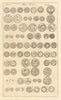 Saxon British Coins. 'NUMMI SAXONICI' (I)  from Camden's Britannia 1772 print