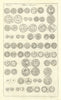 Saxon British Coins. 'NUMMI SAXONICI' (I)  from Camden's Britannia 1722 print