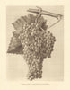 Une belle grappe: Le Saint-Emilion des Charentes. Bunch of Cognac grapes 1947