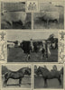 Cardiff cattle show prize winners. Shropshire Southdown rams Shorthorn bull 1901