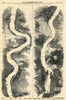 Rhine Panorama: Cologne - Bergheim - Bonn - Königswinter - Unkel 1845 old map