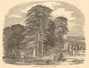 Rook-shooting in Penshurst Park. Kent. Hunting 1850 old antique print picture