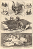 The Birmingham Poultry Show. Warwickshire 1859 old antique print picture