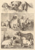 Prize dogs in the exhibition of sporting & other dogs, Birmingham 1861 print