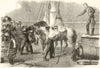 Canada reinforcements: Shipping horses Woolwich hydraulic crane. London 1862