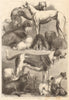 Prize dogs from the exhibition at the Agricultural Hall, Islington. London 1862