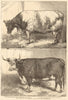 Prize cattle at the Smithfield Club Cattle Show. London. Cows 1863 old print