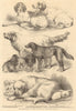 The International Dog Show at Islington: prize dogs. London 1865 old print